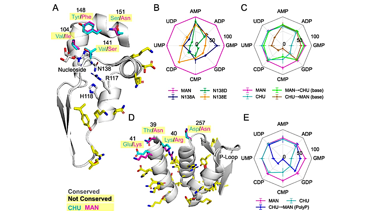Discovery Of A Universal Enzyme That Makes All Four Nucleotide Building Blocks Of Life
