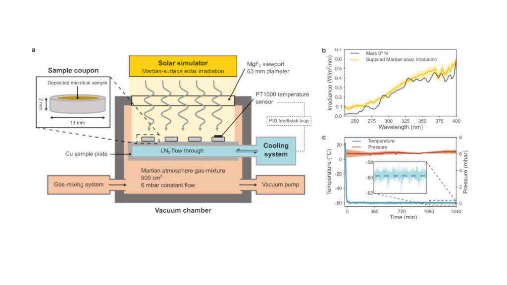 How Resilient Fungus Might Survive Mars And Space
