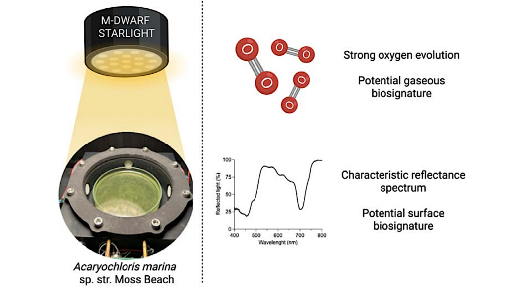 Is Constitutive Red-shift An Advantage For Oxygenic Photosynthesis Under M-dwarf Starlight? Insights From Acaryochloris marina sp. str. Moss Beach