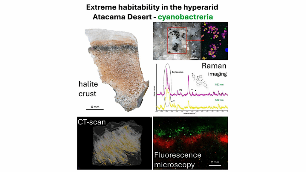 Microstructural And Biochemical Constraints On Cryptoendolithic Life In Atacama Halite: Implications For Extreme Habitability
