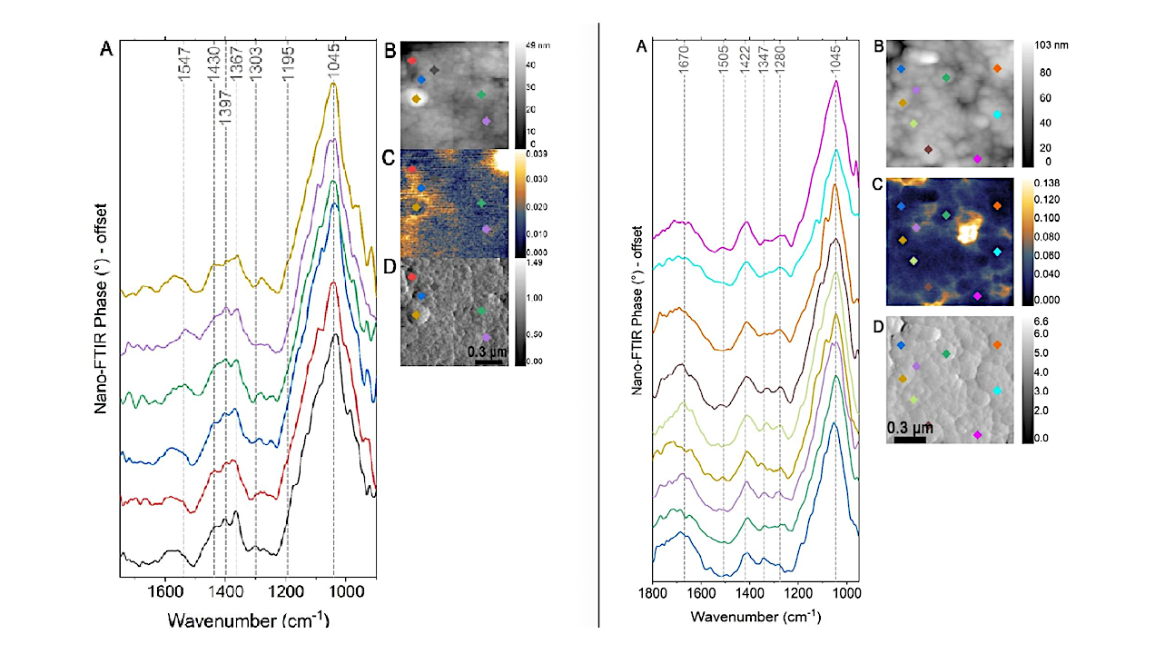 Nanoscale Infrared Spectroscopy Reveals Complex Organic–mineral Assemblages In Asteroid Bennu