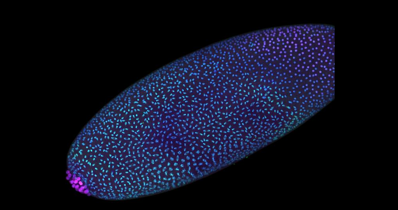 New Technology Reveals Hidden DNA Scaffolding Built Before Life ‘Switches On’