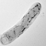 Phreatobacter aquiterrae sp. nov., Isolated From An Icelandic Subsurface Geothermal Aquifer