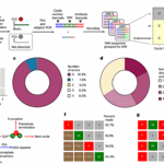 Single-molecule Peptide Sequencing Through Reverse Translation Of Peptides Into DNA
