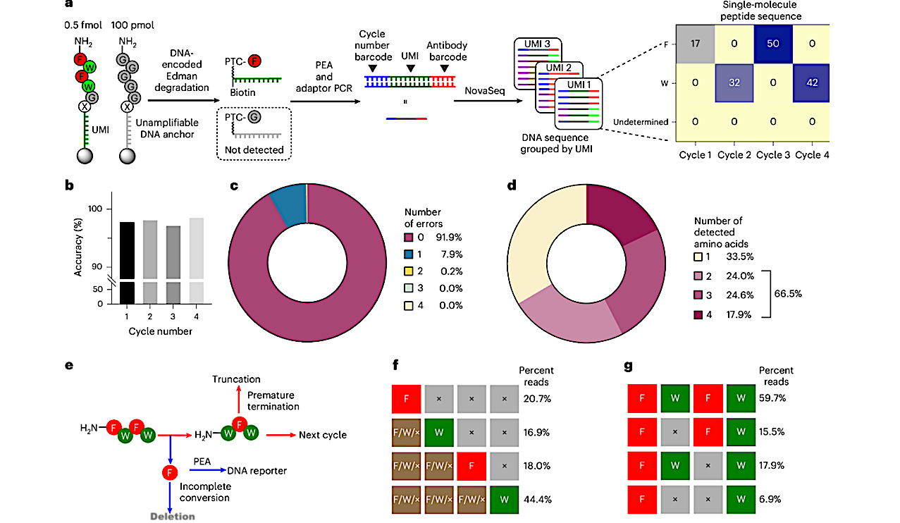 Single-molecule Peptide Sequencing Through Reverse Translation Of Peptides Into DNA