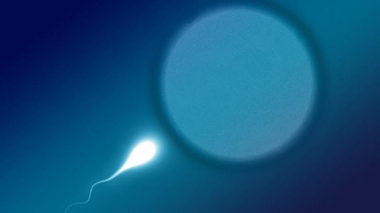 Space Travel May Impact Human Fertility and Fertilization