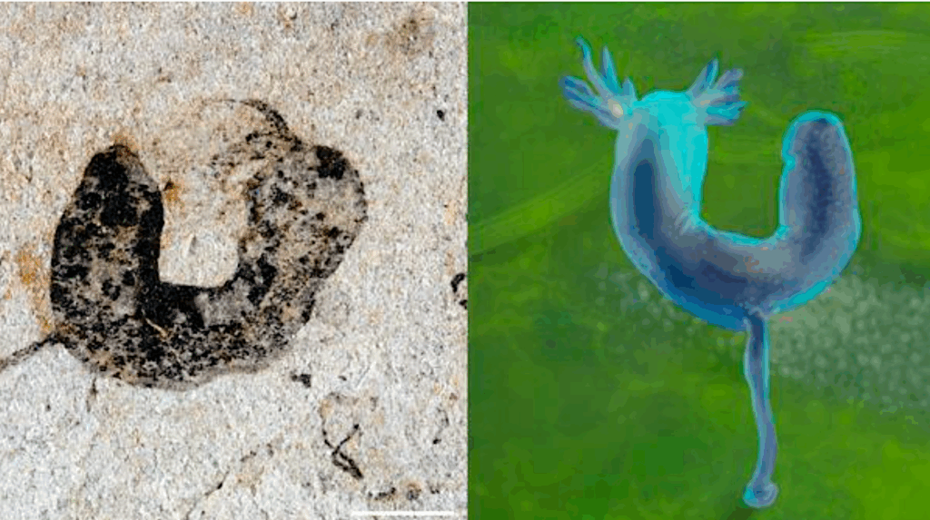 Spectacular Fossil Treasure Trove Pushes Back Origins Of Complex Animals