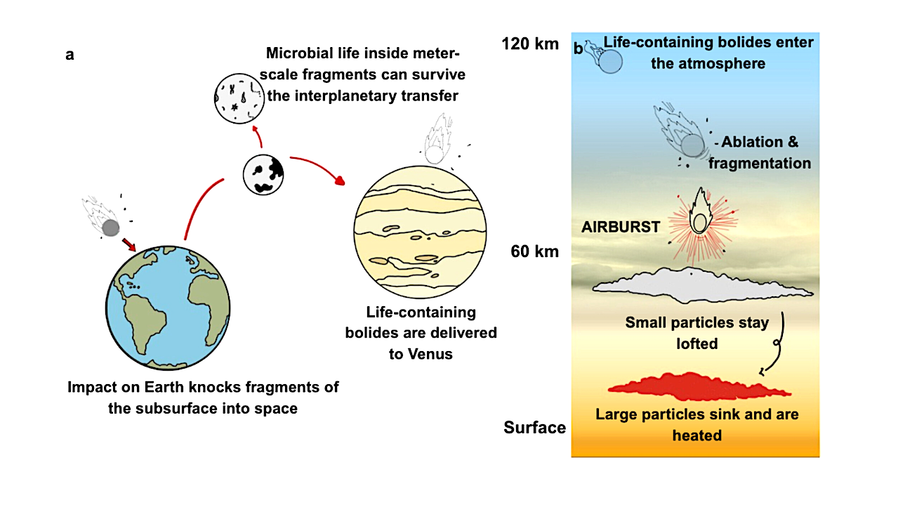 A Panspermia Origin For Venus Cloud Life