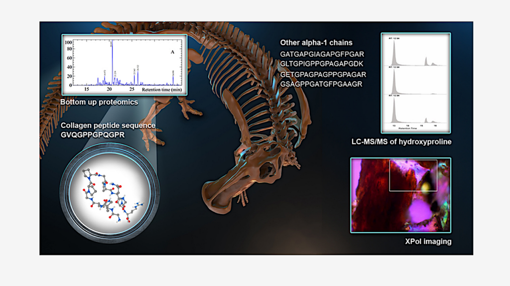 Biosignatures: Evidence for Endogenous Collagen in Edmontosaurus Fossil BoneAnalytical Chemistry via PubMed
