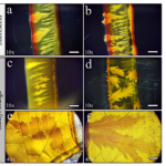 Charge-Selective Adsorption Of Organic Molecules In Microfluidic Mg(OH)2 Precipitate Membranes