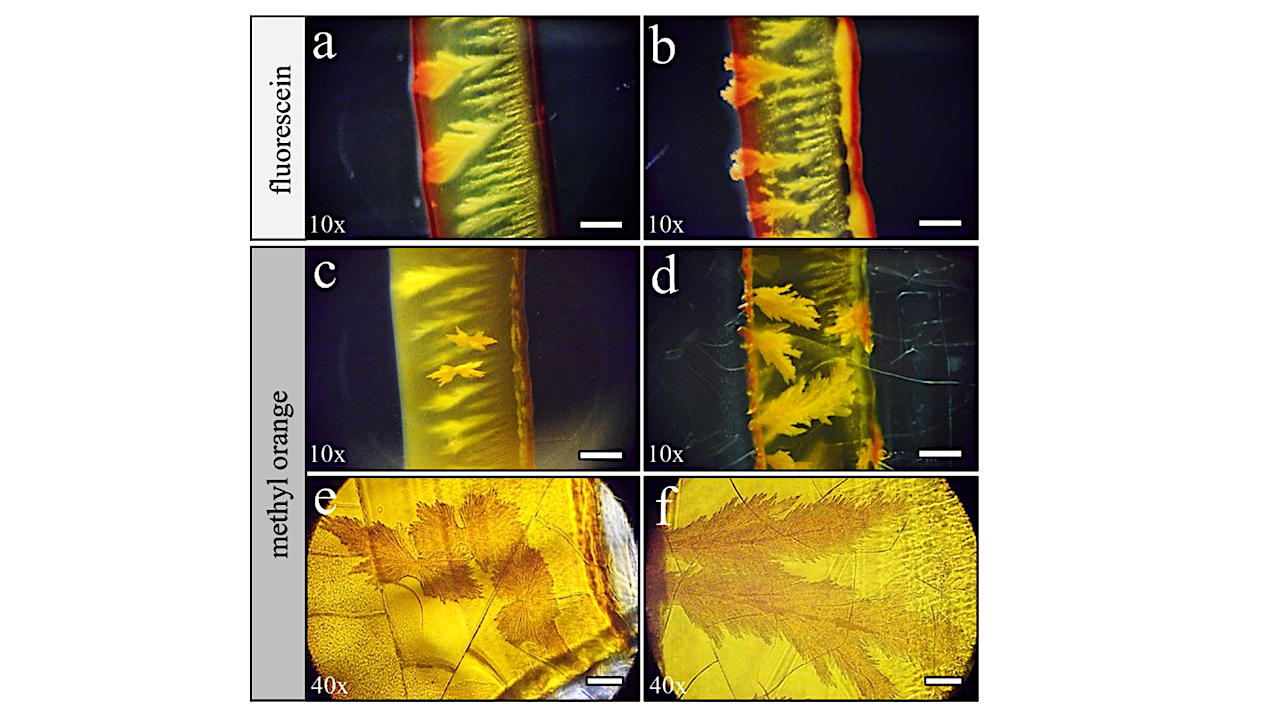 Charge-Selective Adsorption Of Organic Molecules In Microfluidic Mg(OH)2 Precipitate Membranes