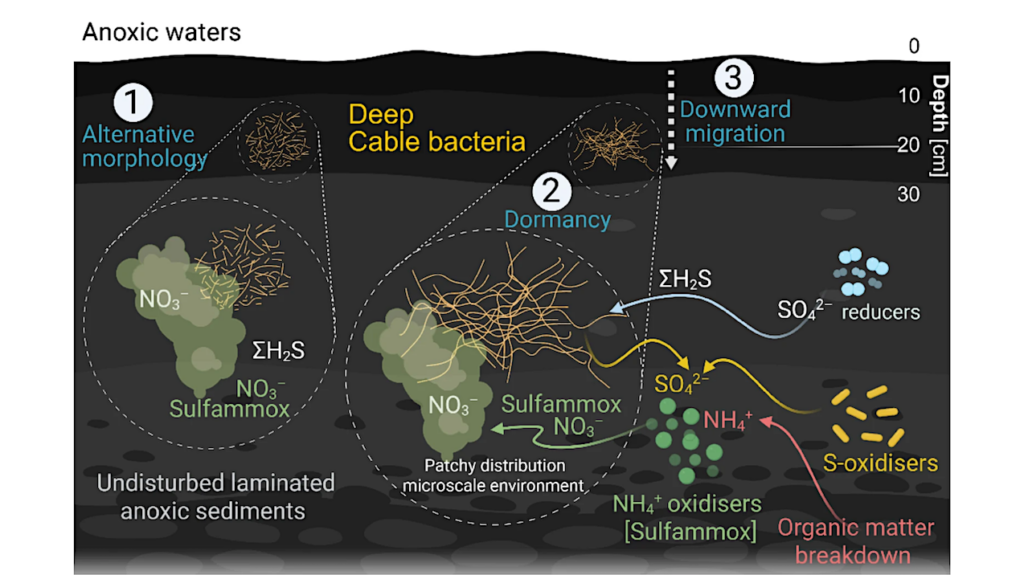 Evidence For Cable Bacteria Inhabiting Deep In Anoxic Sediment Reveals A Novel Ecological Niche