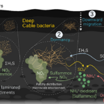 Evidence For Cable Bacteria Inhabiting Deep In Anoxic Sediment Reveals A Novel Ecological Niche