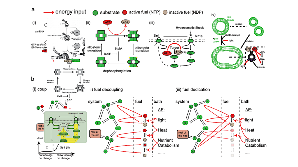 Evolutionary Origin Of The Bipartite Architecture Of Dissipative Cellular Networks