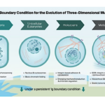 Gravity As A Boundary Condition For The Evolution Of Three-Dimensional Multicellularity