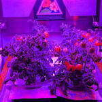 NASA Spaceline Current Awareness List #1,199 8 May 2026 (Space Life Science Research Results)