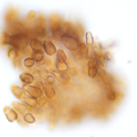 Novel Raman Signature Evidences An Unknown Cyanobacterial Pigment