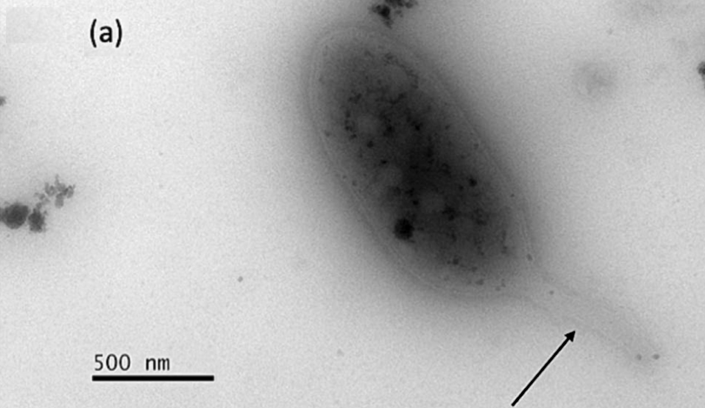 Phenylobacterium ferrooxidans sp. nov., Isolated From A Sub-surface Geothermal Aquifer In Iceland