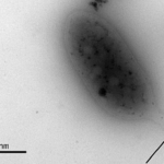 Phenylobacterium ferrooxidans sp. nov., Isolated From A Sub-surface Geothermal Aquifer In Iceland