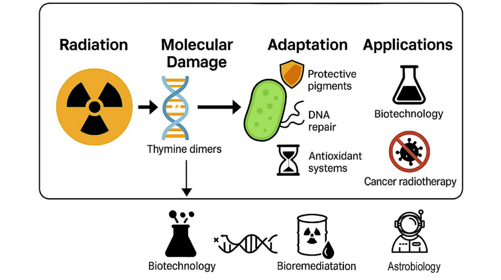 Radiation-Resistant Microbes: Pioneers for Life Beyond Earth