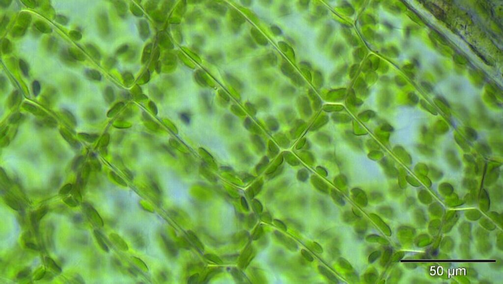 The Big Bang Of Plant life: Discovery Sheds Light On How Cells Form Walls