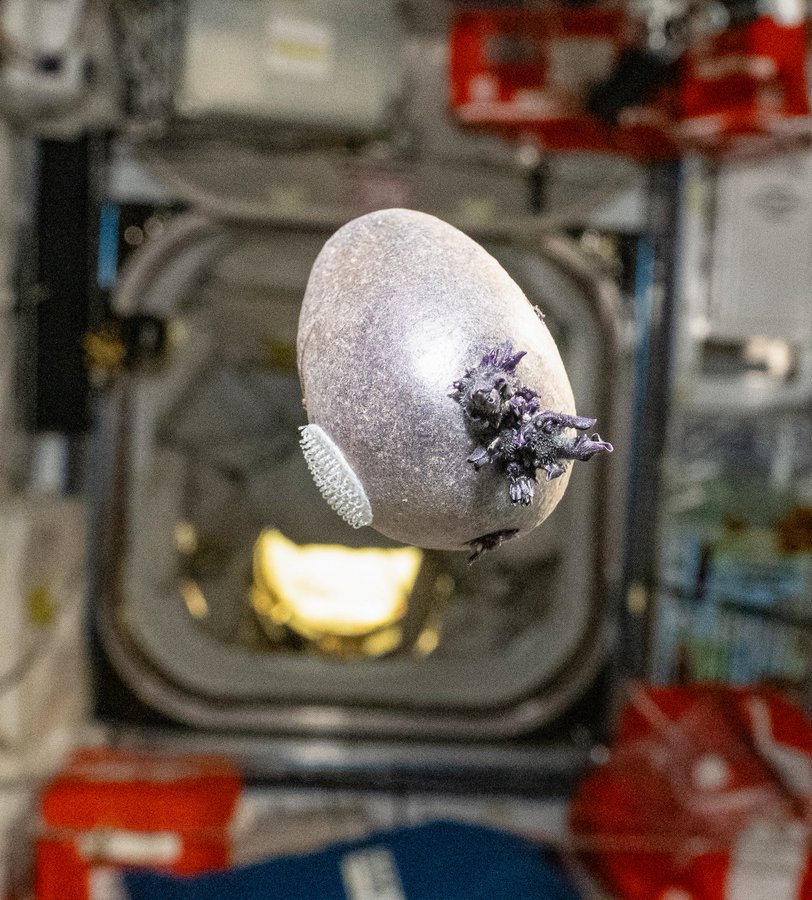 'The Martian' becomes real life: Meet 'Spudnik,' the space potato