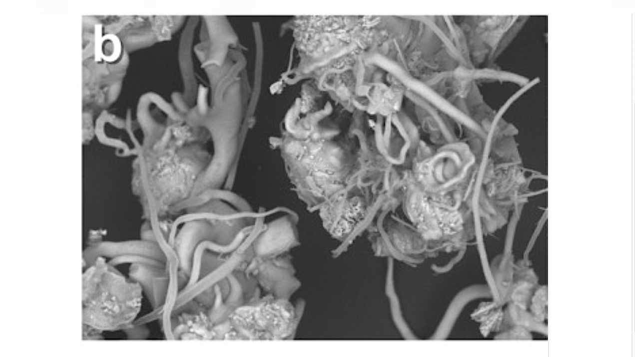 Tricks of Nature From the Ancient Earth and Early Mars: Chemical Gardens Generate Biomorphs With High Preservation Potential