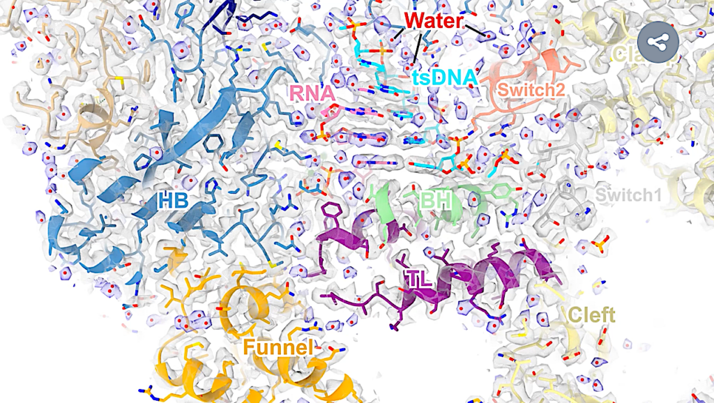 Water Molecules Found To Actively Drive Gene Transcription ProcessUniversity of California – San Diego