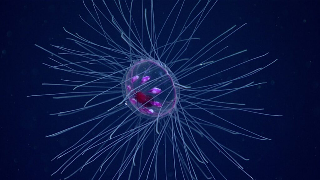 Water World Genomics: Unlocking Ocean Secrets With eDNA